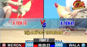Trận 2 CPC2 28/09/2026 – Gà Anh Tiền Đá Canh Chặn Khôn Như Người