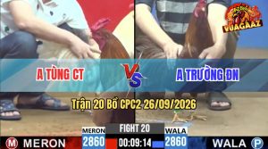 Trận 20 CPC2 26/09/2026 – Gà Bướm Anh Trường Đá Cây Cựa Quá Nặng