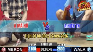 Trận 20 CPC2 27/09/2026 – Gà Anh Mã Hổ Đá Đâm Cựa Quá Tịch