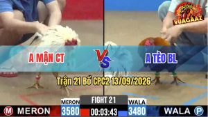 Trận 21 CPC2 13/09/2026 – Gà Điều Anh Tèo BL Đá Toàn Đâm Cựa Hiểm