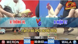 Trận 21 CPC2 26/09/2026 – Gà Bướm Anh Mận Tải Cựa Quá Tốt