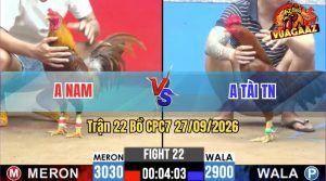 Trận 22 CPC2 28/09/2026 – Gà Anh Nam Gồng Gánh Phản Đòn Thắng Ngược