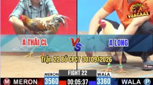 Trận 22 CPC7 30/09/2026 – Gà Cú Anh Thái Đá Đâm Cựa Quá Tịch