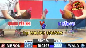 Trận 24 CPC7 30/09/2026 – Gà Quảng Yến Nhi Xấu Mà Đâm Thấy Ớn