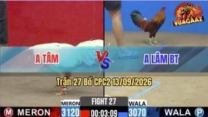 Trận 27 CPC2 13/09/2026 – Gà Anh Tâm Siết Đúng 1 Hơi Lụm Tiền