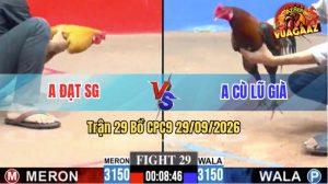 Trận 29 CPC9 29/09/2026 – Anh Cù Lũ Đưa Gà Cọp Vào Đá Quá Nét