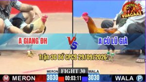 Trận 30 CPC9 29/09/2026 – Gà Điều Anh Cù Lũ Đá Ra Cựa Quá Hiểm