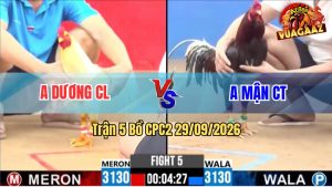 Trận 5 CPC2 29/09/2026 – Gà Anh Mận Cần Thơ Siêu Lì Đòn