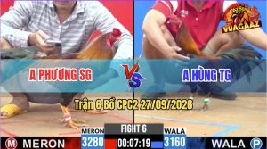 Trận 6 CPC2 27/09/2026 – Gà Anh Hùng Đá Canh Chặn Khôn Như Người