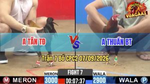 Trận 7 CPC2 07/09/2026 – Gà Anh Thuần Toàn Canh Đâm Cựa Hiểm