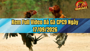 Xem Full Video Đá Gà CPC9 Ngày 17/09/2026 Tại Vua Gà AZ