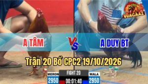 Trận 20 CPC2 19/10/2026 – Vừa buông tay đỏ lao vào đâm cựa cứng ngắc xanh xỉu liền