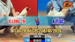 Trận 28 CPC2 18/10/2026 - Bướm đâm cựa nhức nhói úa phản lại cây cựa thì té