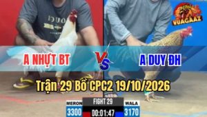 Trận 29 CPC2 19/10/2026 – Bướm đâm cú hư giò vô kiếng bướm nhớ nhà chạy quay đầu
