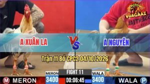 Trận 11 CPC2 04/10/2026 – Gà Anh Xuân LA Đá Cái Bo Như Xe Đụng