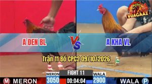 Trận 11 CPC2 09/10/2026 – Gà Điều Anh Đen Bươi Chà Đúng Mấy Chân