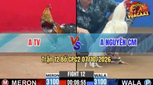 Trận 12 CPC2 07/10/2026 – Gà Đỏ Đá Đâm 1 Cây Ngay Lưng Quá Nặng