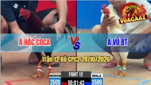 Trận 12 CPC2 28/10/2026 – Gà Úa Anh Vũ Gồng Tới Phút Cuối
