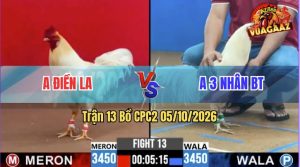 Trận 13 CPC2 05/10/2026 – Gà Anh Nhân Đá Toàn Đâm Cựa Mu Lưng