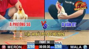 Trận 14 CPC2 03/10/2026 – Gà Bướm Anh Vãn Đá Mây Chân Lụm Tiền