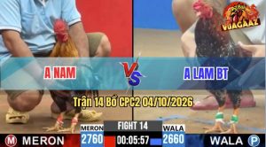 Trận 14 CPC2 04/10/2026 – Gà Anh Lam Đá Toàn Canh Đâm Mu Lưng