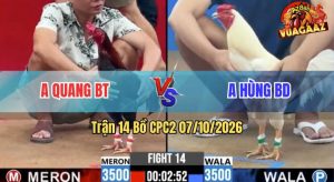 Trận 14 CPC2 07/10/2026 – Gà Úa Anh Hùng Đá Chân Nào Cũng Đâm
