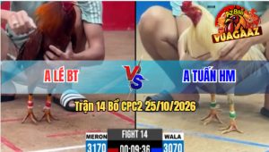 Trận 14 CPC2 25/10/2026 – Gà Cọp Anh Tuấn HM Đá Quá Đâm