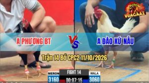 Trận 14 CPC2 Ngày 11/10/2026 Vua Gà AZ