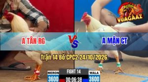 Trận 14 CPC2 Ngày 24/10/2026 Trên Vua Gà AZ