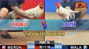 Trận 15 CPC2 04/10/2026 – Gà Úa Anh Quyền Tải Cựa Quá Khủng