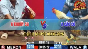 Trận 15 CPC2 08/10/2026 – Gà Anh Khuấy Đá Cái Bo Như Lấy Cây Đập