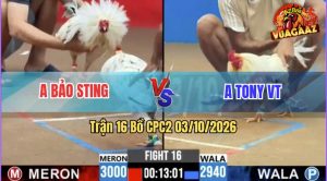 Trận 16 CPC2 03/10/2026 – Idol Bảo Sting Tiếp Tục Giành Chiến Thắng