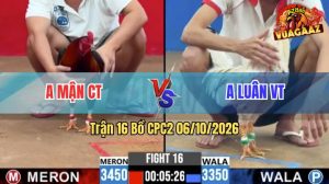 Trận 16 CPC2 06/10/2026 – Gà Điều Anh Mận Đá Siết Đúng 1 Hơi