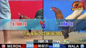 Trận 16 CPC2 08/10/2026 – Gà Điều Anh Tâm Đá Tránh Né Quá Hay