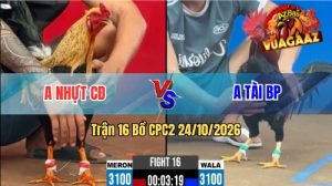 Trận 16 CPC2 Ngày 24/10/2026 Trên Vua Gà AZ