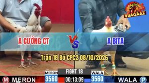 Trận 18 CPC2 08/10/2026 – Anh Cường Chưa Thả Gà Đã Bị Dí Bạc