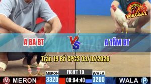 Trận 19 CPC2 03/10/2026 – Gà Anh Tâm Đá Tránh Né Quá Khôn Khéo