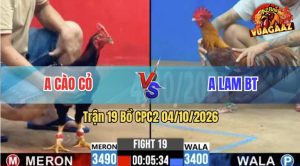 Trận 19 CPC2 04/10/2026 – Gà Điều Anh Cào Cỏ Đá Đâm Quá Dâm