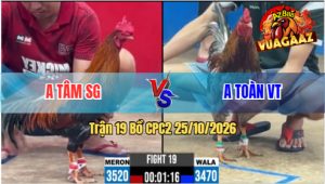 Trận 19 CPC2 25/10/2026 – Gà Anh Tâm Đá Nhẹ Nhàng Nhưng Hiệu Quả