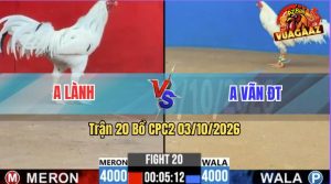 Trận 20 CPC2 03/10/2026 – Gà Anh Vãn Đá Đâm 1 Cây Ngay Ông Địa