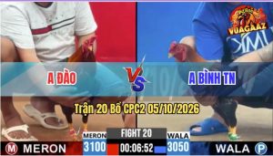 Trận 20 CPC2 05/10/2026 – Gà Điều Đuôi Lao Anh Bình Đá Quá Đâm