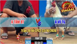 Trận 20 CPC2 23102026 – Gà Điều Anh Tâm Đá Đòn Cựa Quá Hiểm