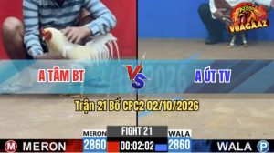 Trận 21 CPC2 02/10/2026 – Gà Điều Anh Tâm Có Chân Cựa Chí Mạng