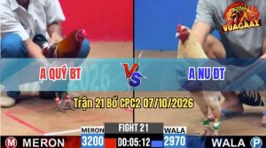Trận 21 CPC2 07/10/2026 – Anh Nu Đồng Tháp Tung Gà Bướm Hiệu Ra