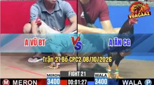 Trận 21 CPC2 08/10/2026 – Gà Bướm Anh Vũ Đá Đòn Cựa Quá Hiểm