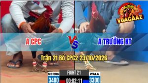 Trận 21 CPC2 23/10/2026 – Gà Anh Trường KT Đá Toàn Đâm Cựa Tịch
