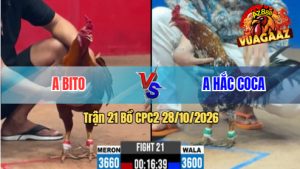 Trận 21 CPC2 28/10/2026 – Gà Bông Cọp Anh Hắc Coca Quá Lì Đòn