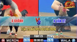 Trận 23 CPC2 03/10/2026 – Gà Cú Kêu Thì Điều Hết Đường Phản