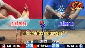 Trận 24 CPC2 05/10/2026 – Gà Điều Anh Bình Đá Gà Bướm Đúng 2 Chân