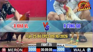 Trận 25 CPC2 09/10/2026 – Gà Điều Anh Kha Đá Cựa Đâm Như Cái Máy